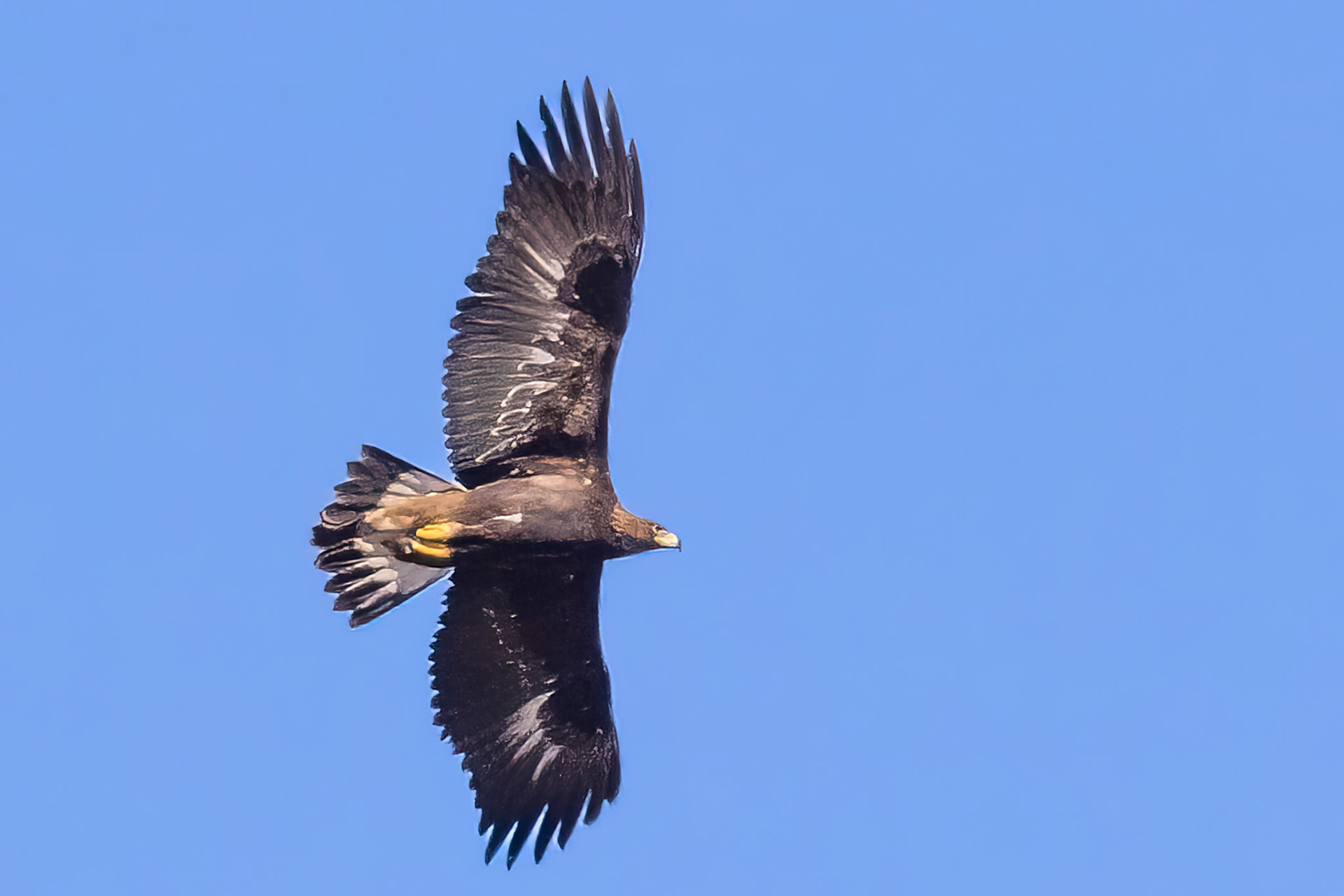 Golden Eagle