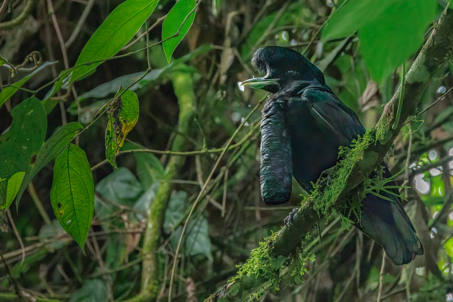 Long-wattled Umbrellabird