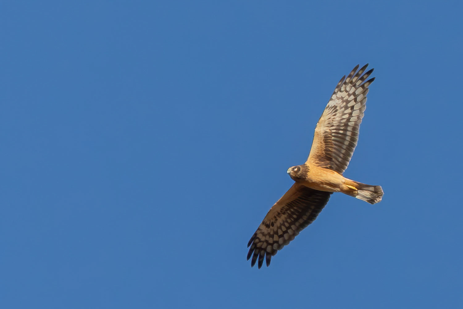 Juvenile Northern Harrier