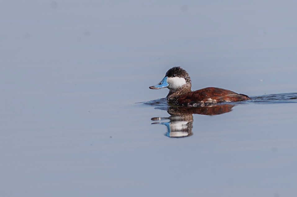 Rudy Duck