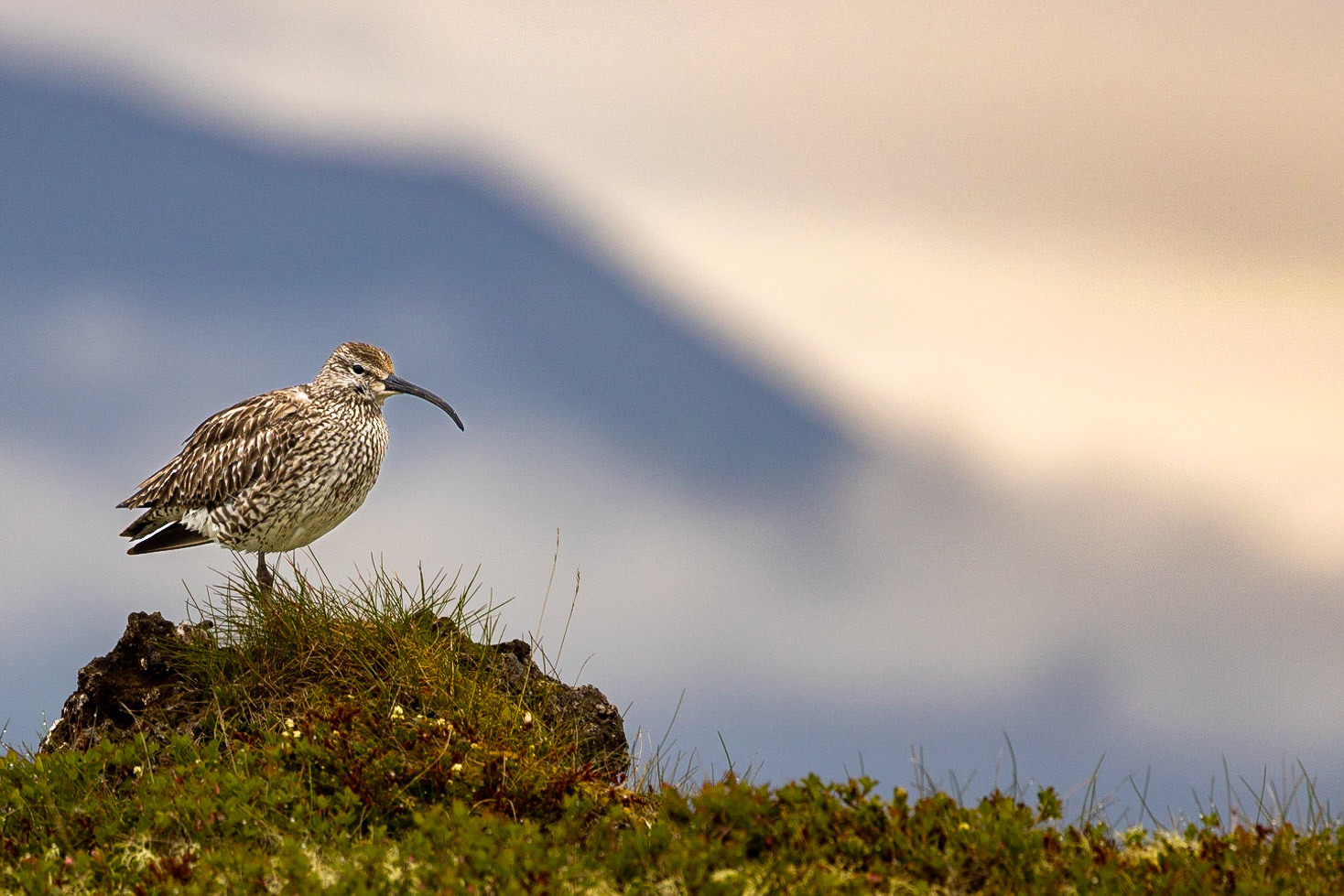 Whimbrel
