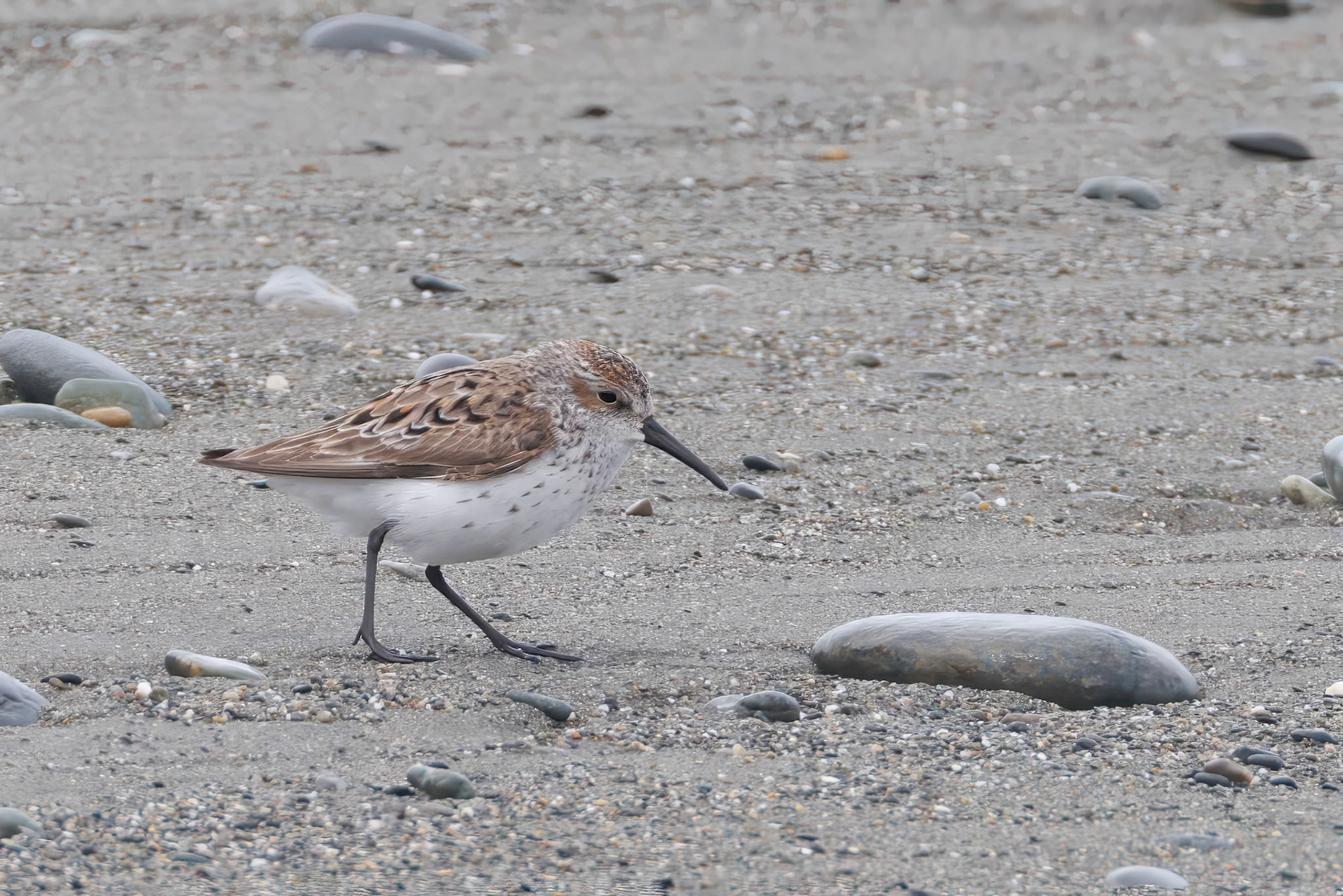 Western Sandpiper