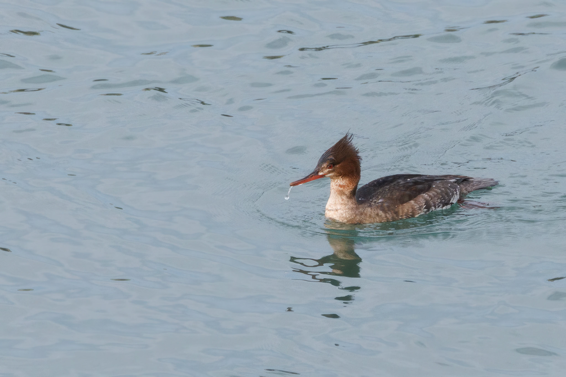 Red-breasted Merganser