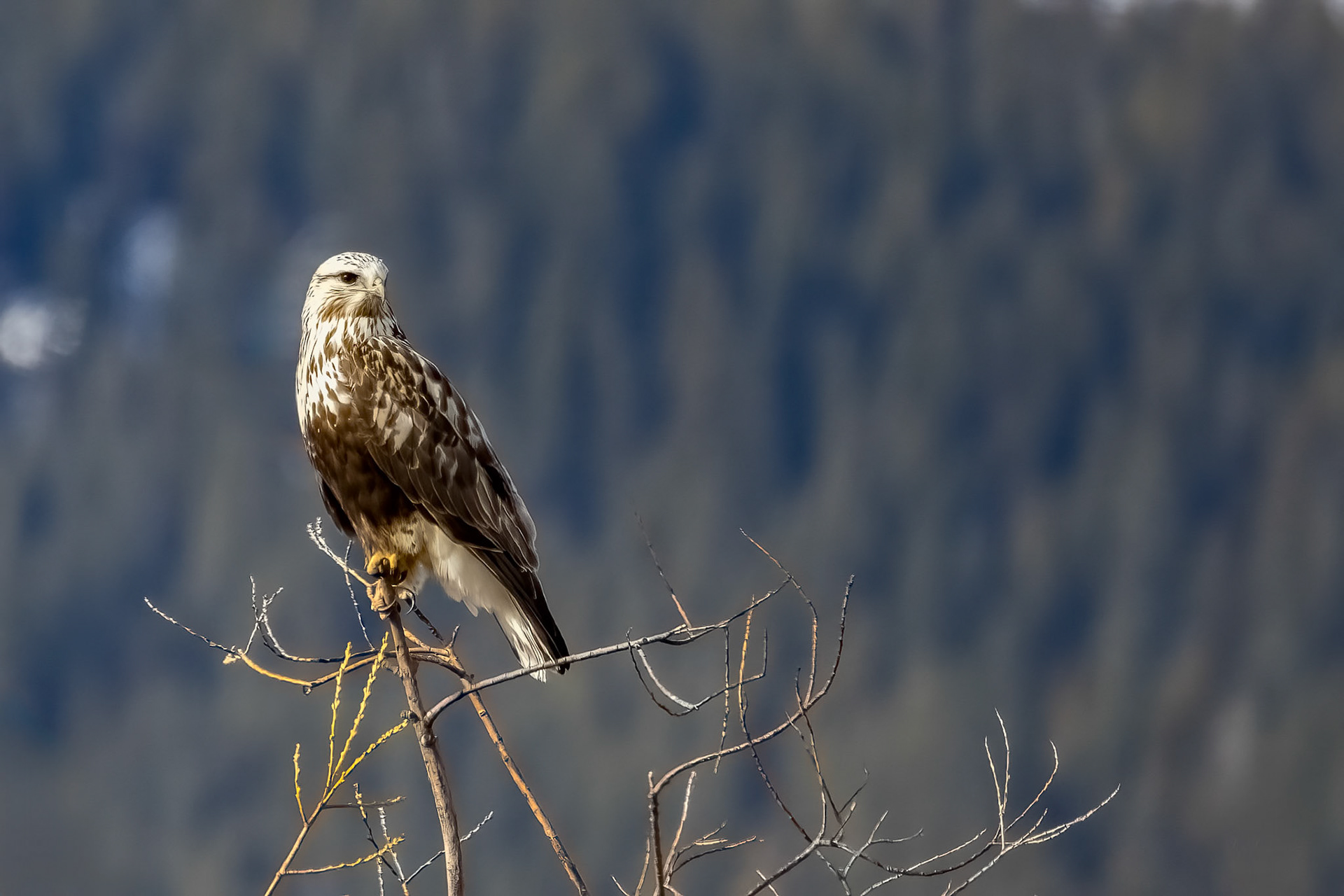 Rough-legged Hawk