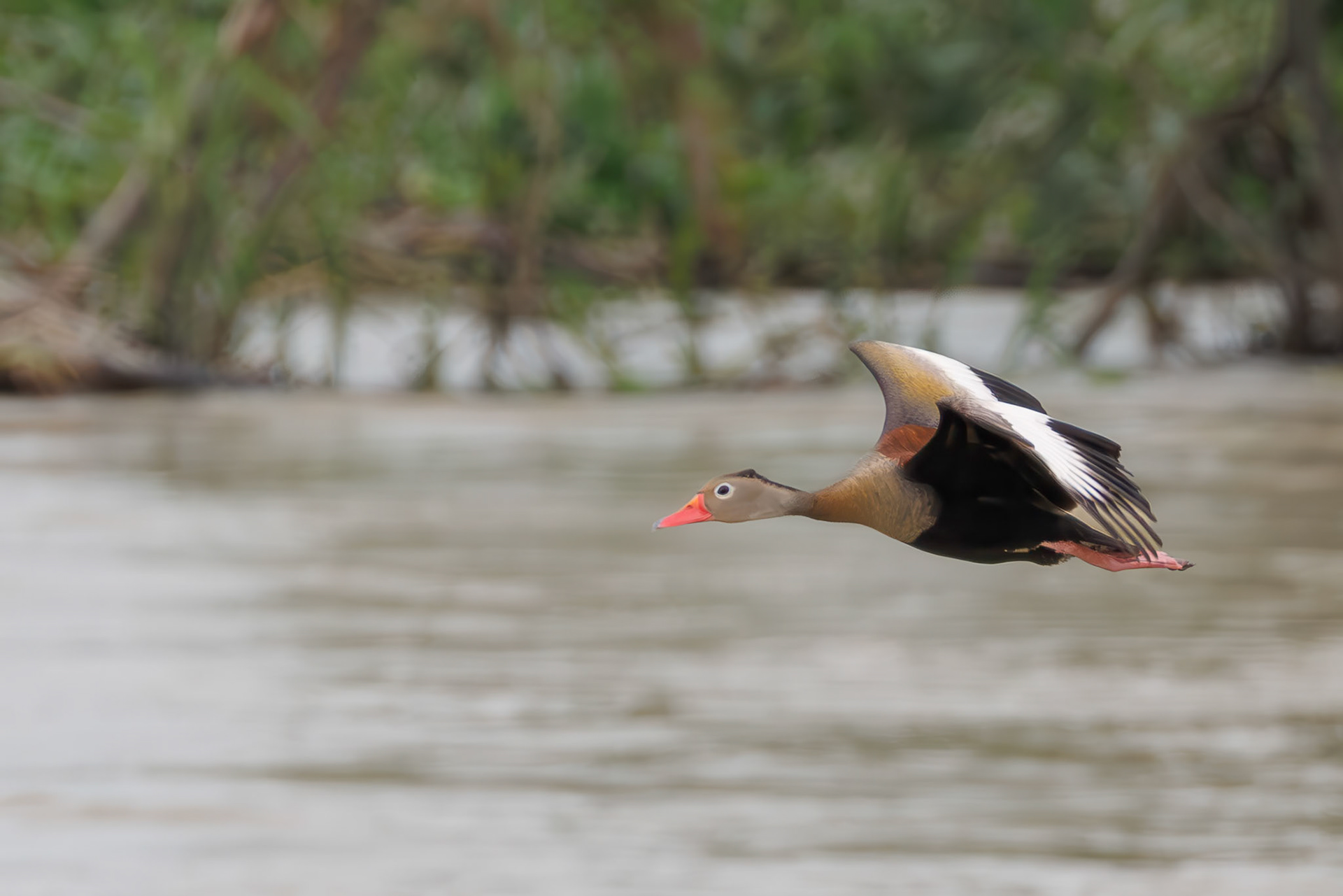 Black-bellied Whistling-Duck