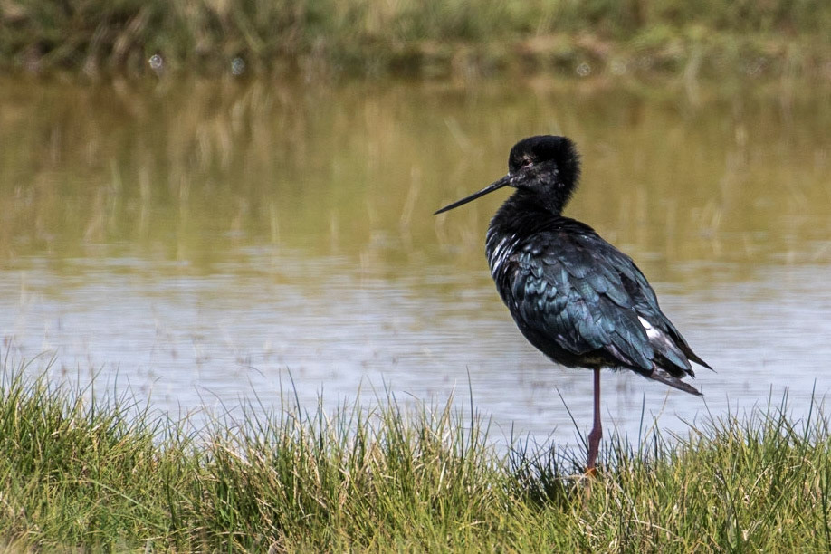 Black Stilt