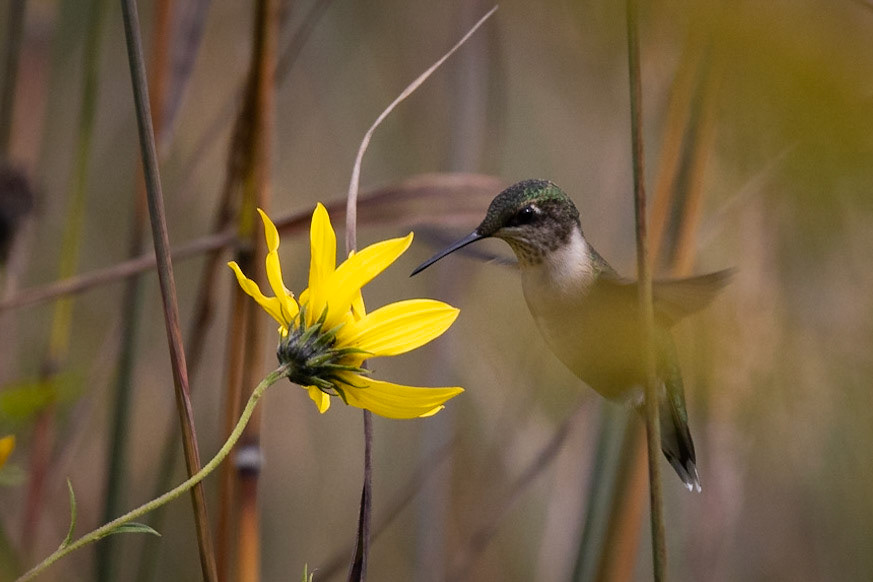 Ruby-throated Hummingbird