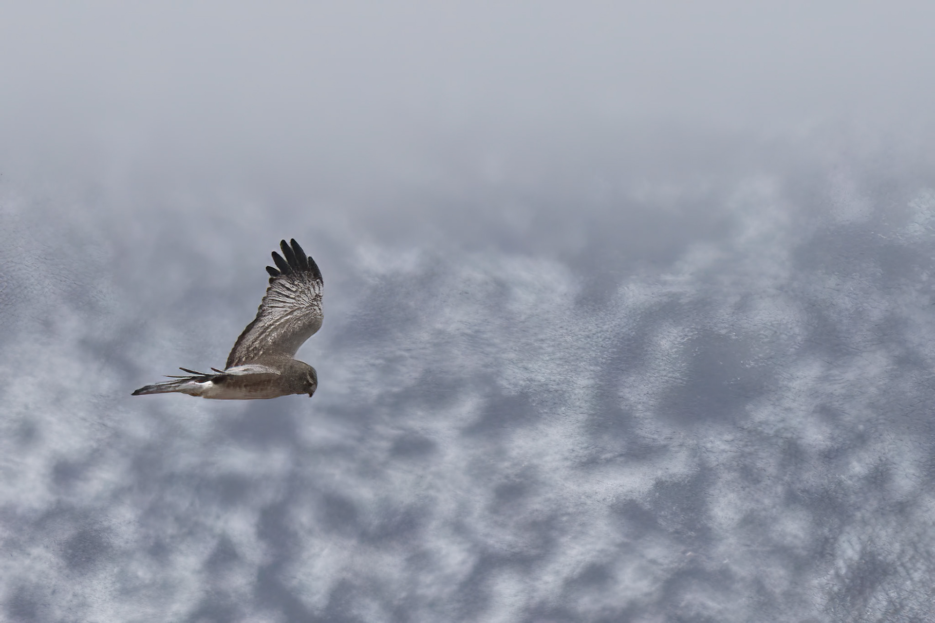 Northern Harrier