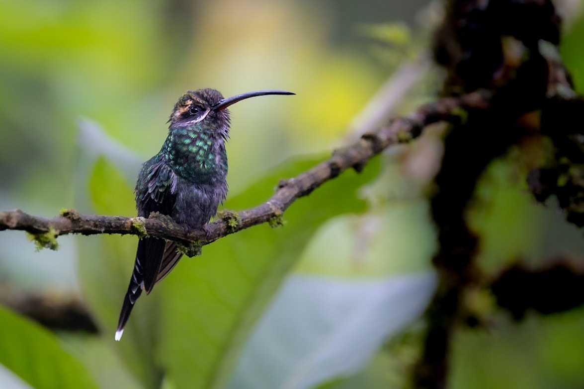 female White-whiskered Hermit