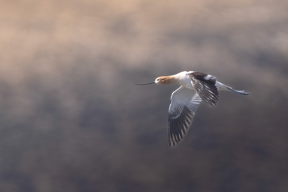 American Avocet