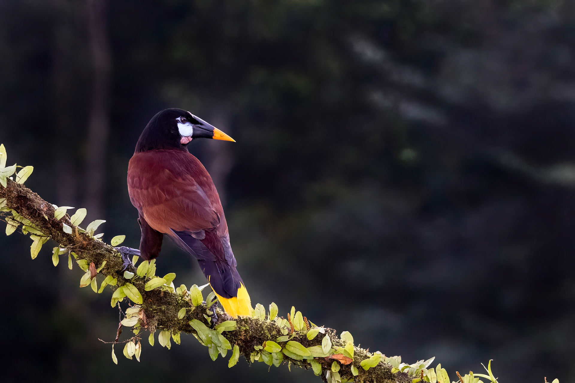 Montezuma Oropendola