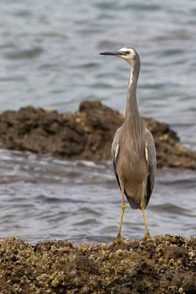 White-faced Herron