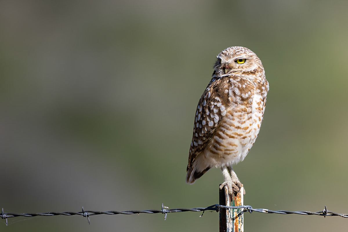 Burrowing Owl