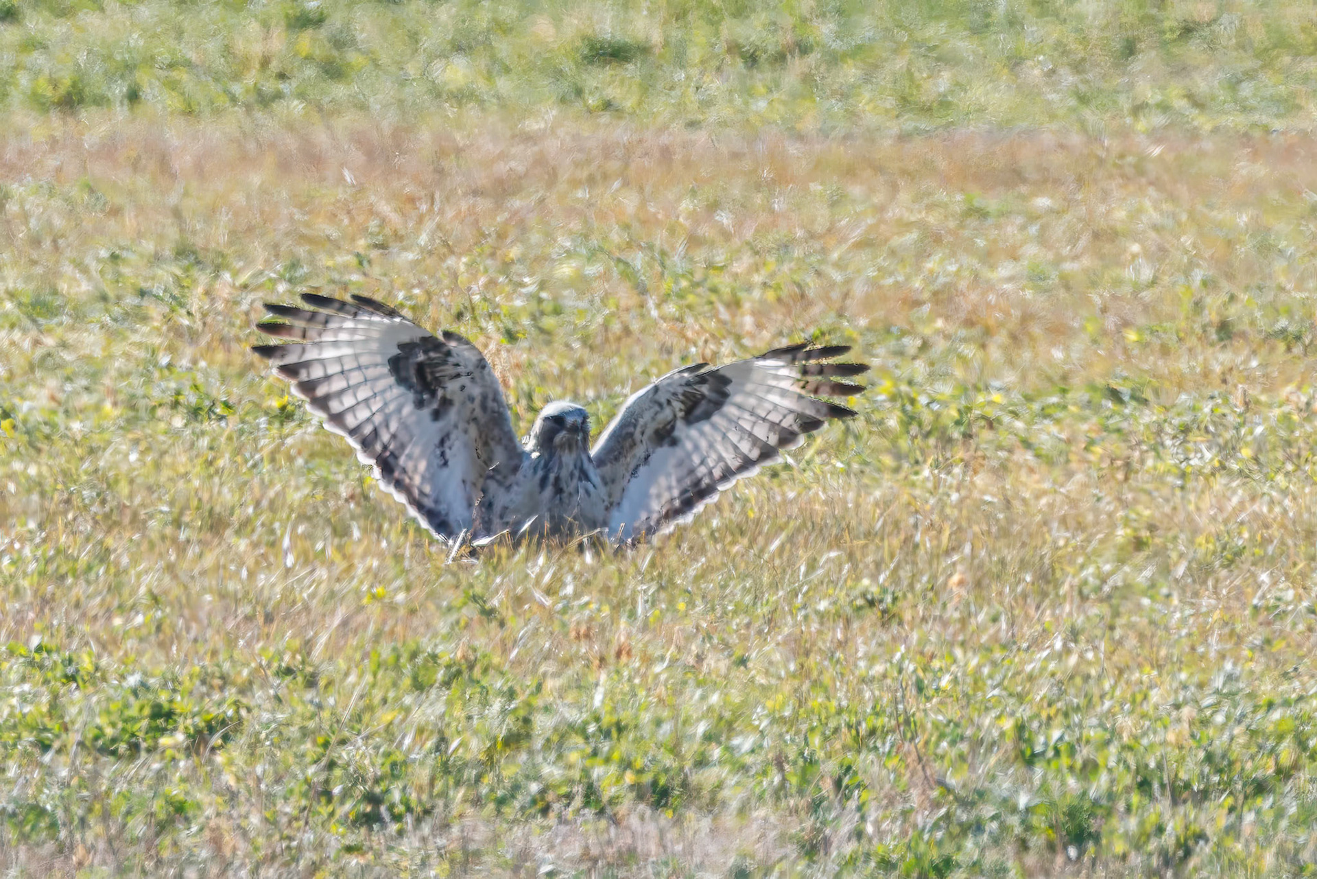 Rough-legged Hawk