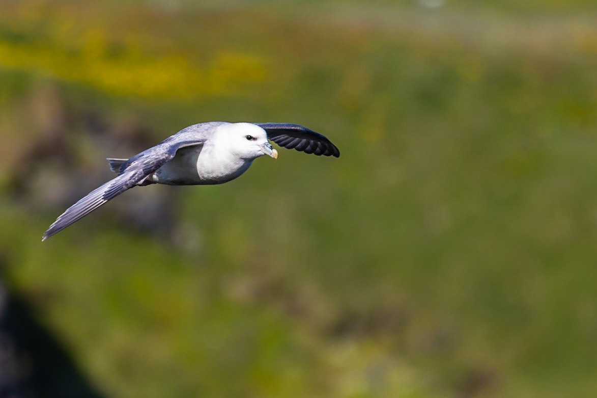 Northern Fulmar