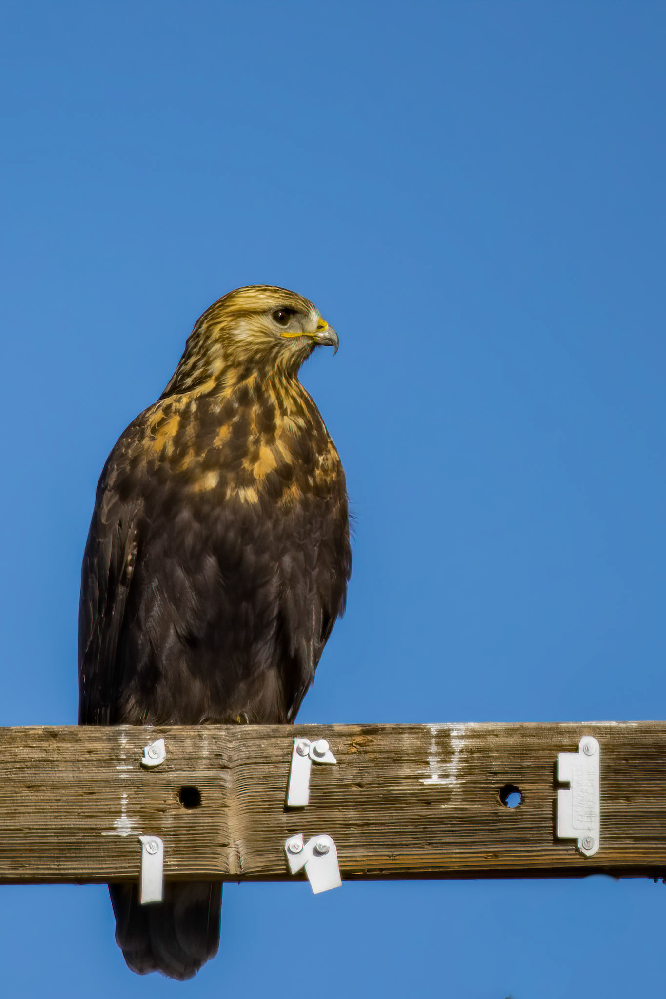 Rough-legged Hawk