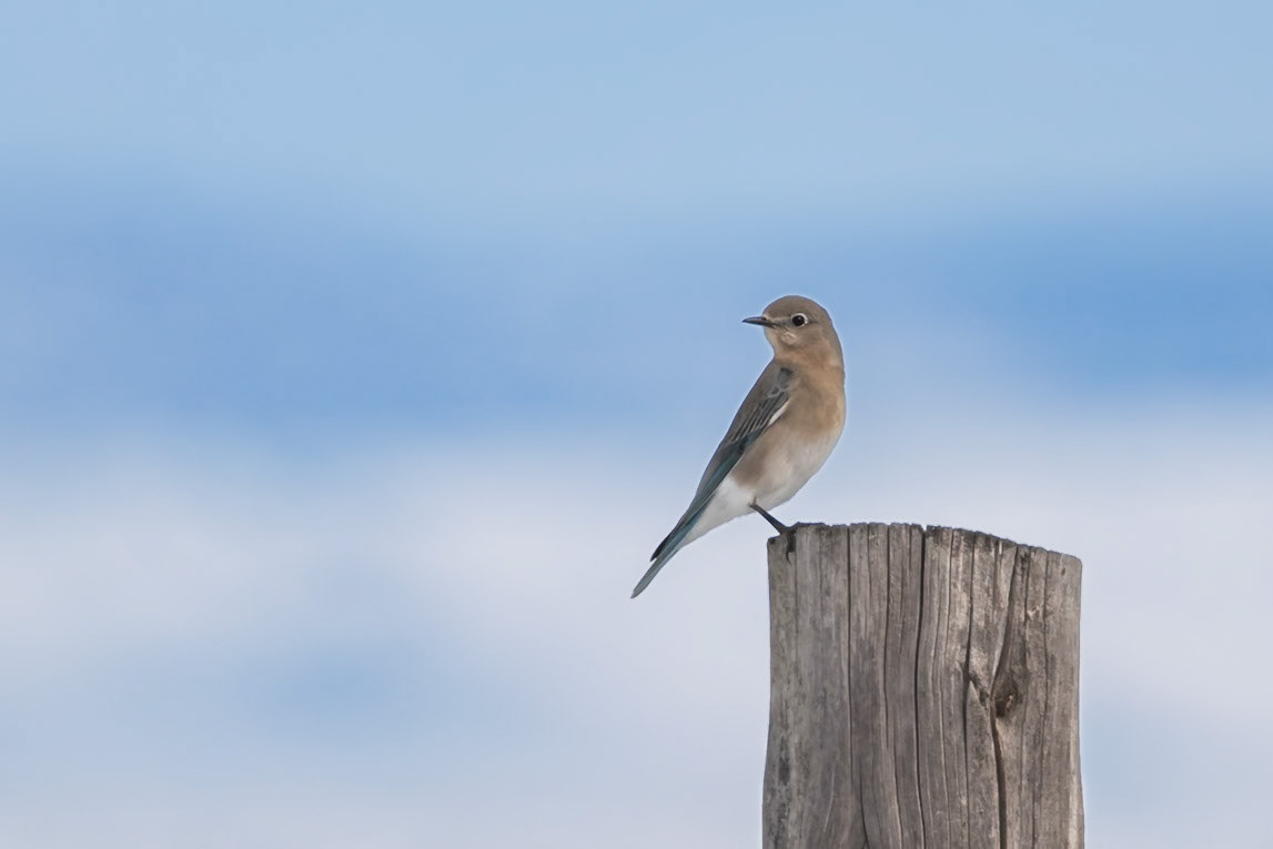 Mountain Bluebird