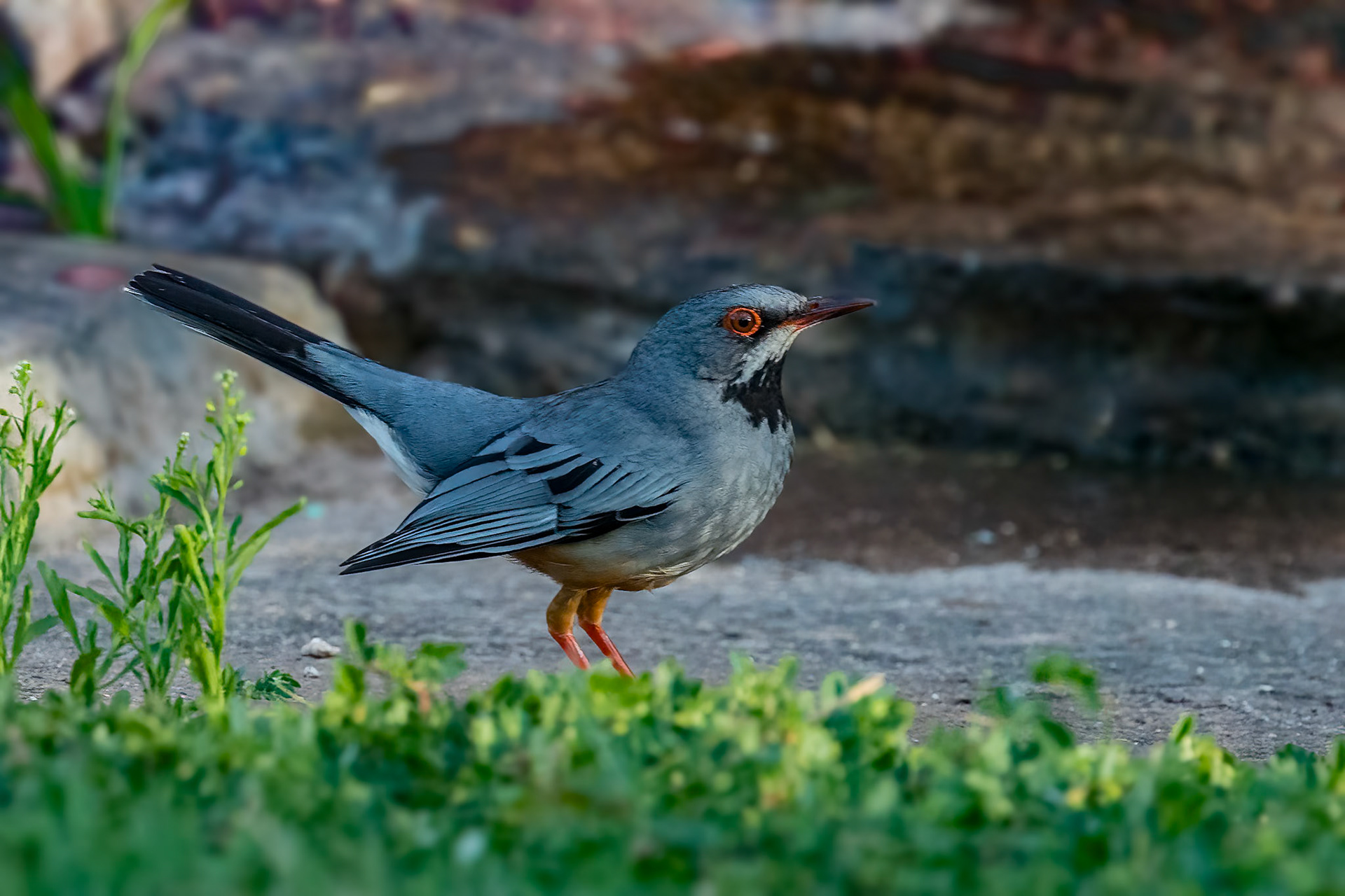 Red-legged Thrush