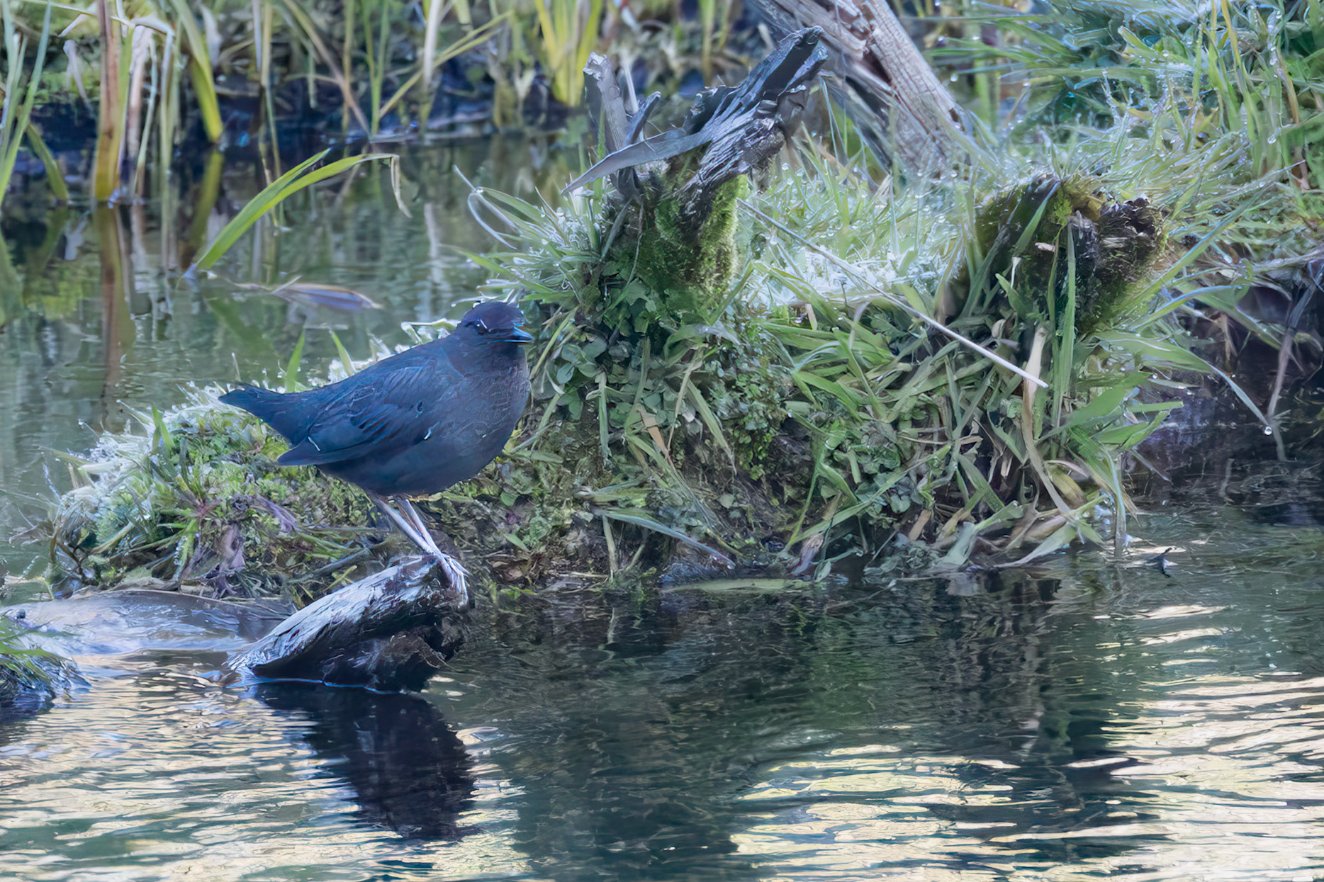 American Dipper