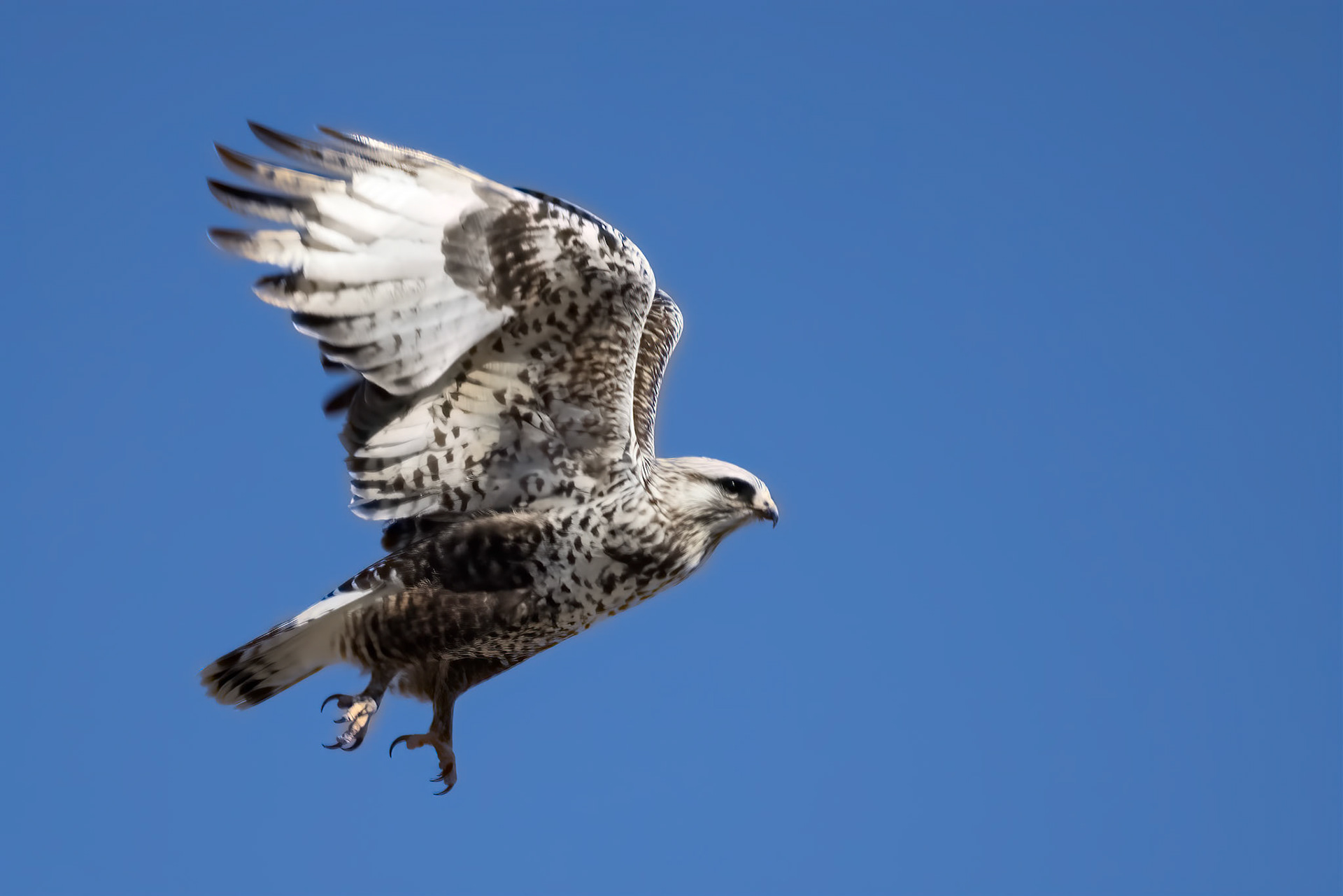 Rough-legged Hawk