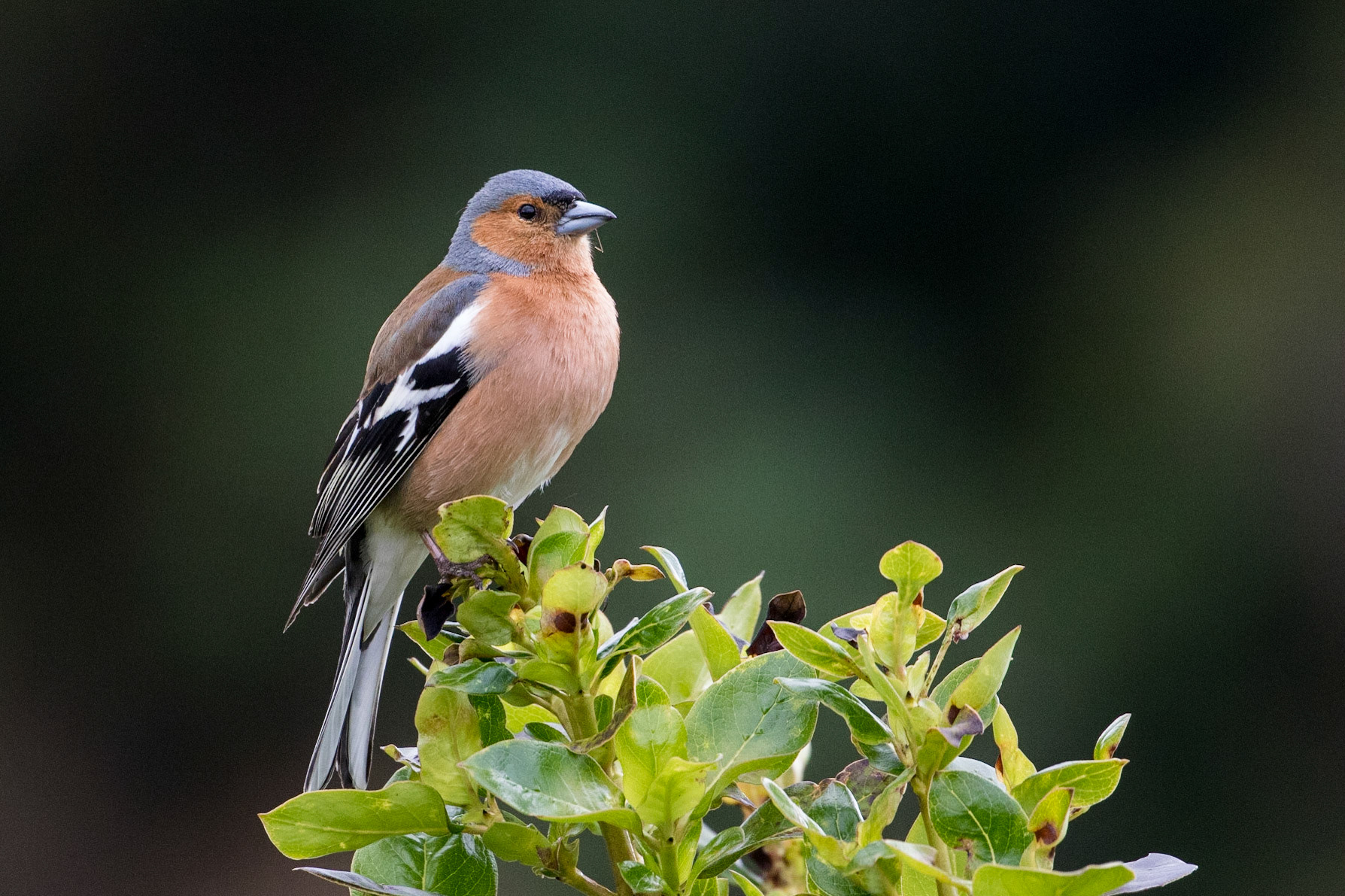 Chaffinch (M)