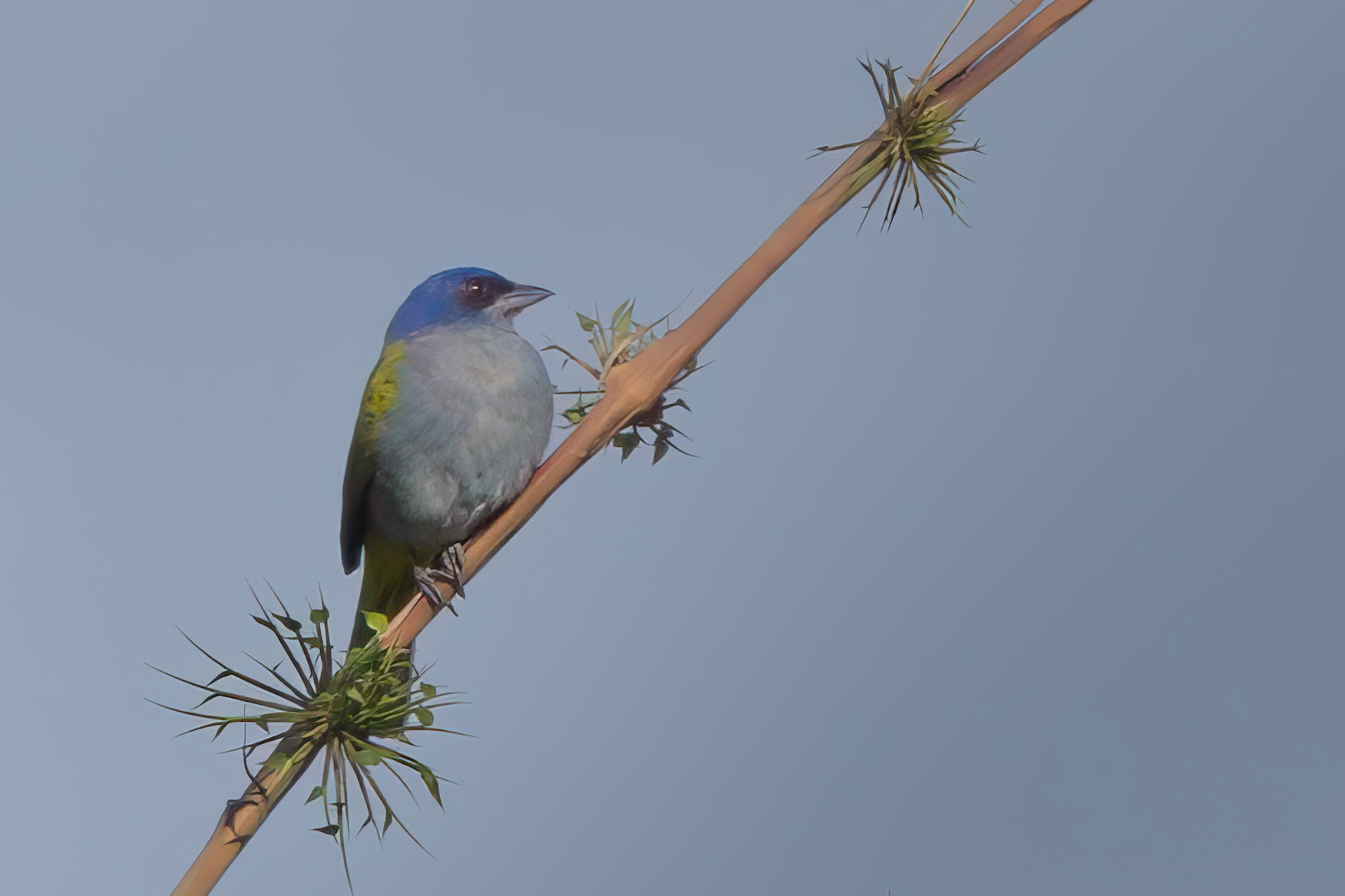 Blue-capped Tanager