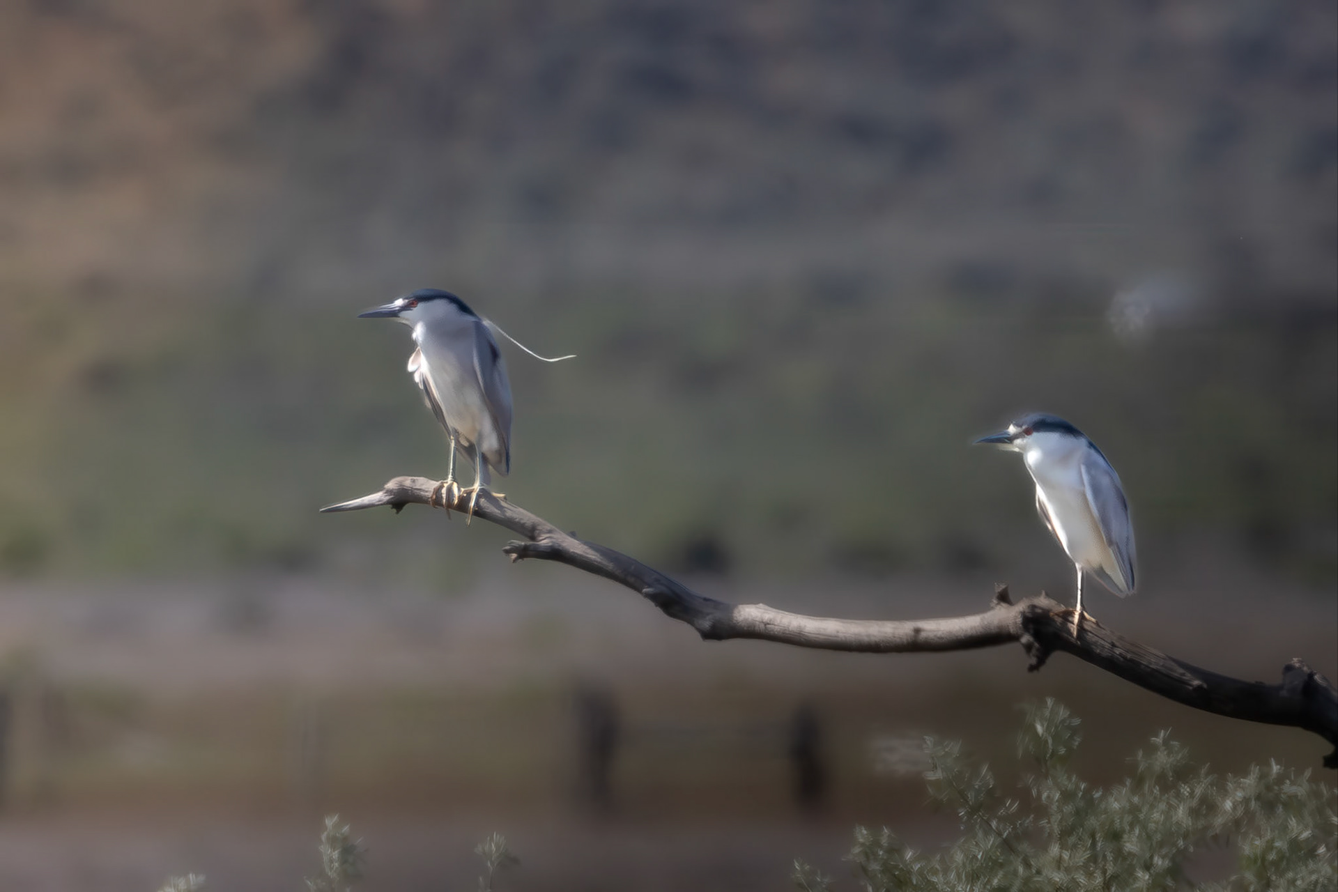 Black-crowned Night-Heron