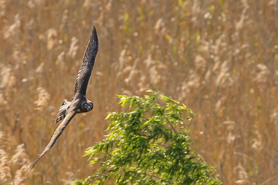 Northern Harrier