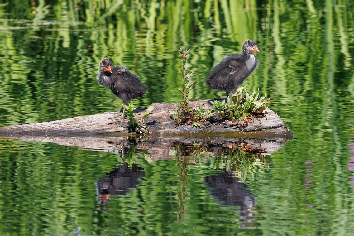Teenage American Coots