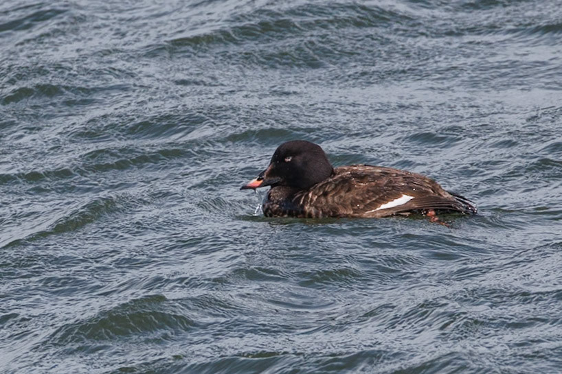 Female White-winged Scoter
