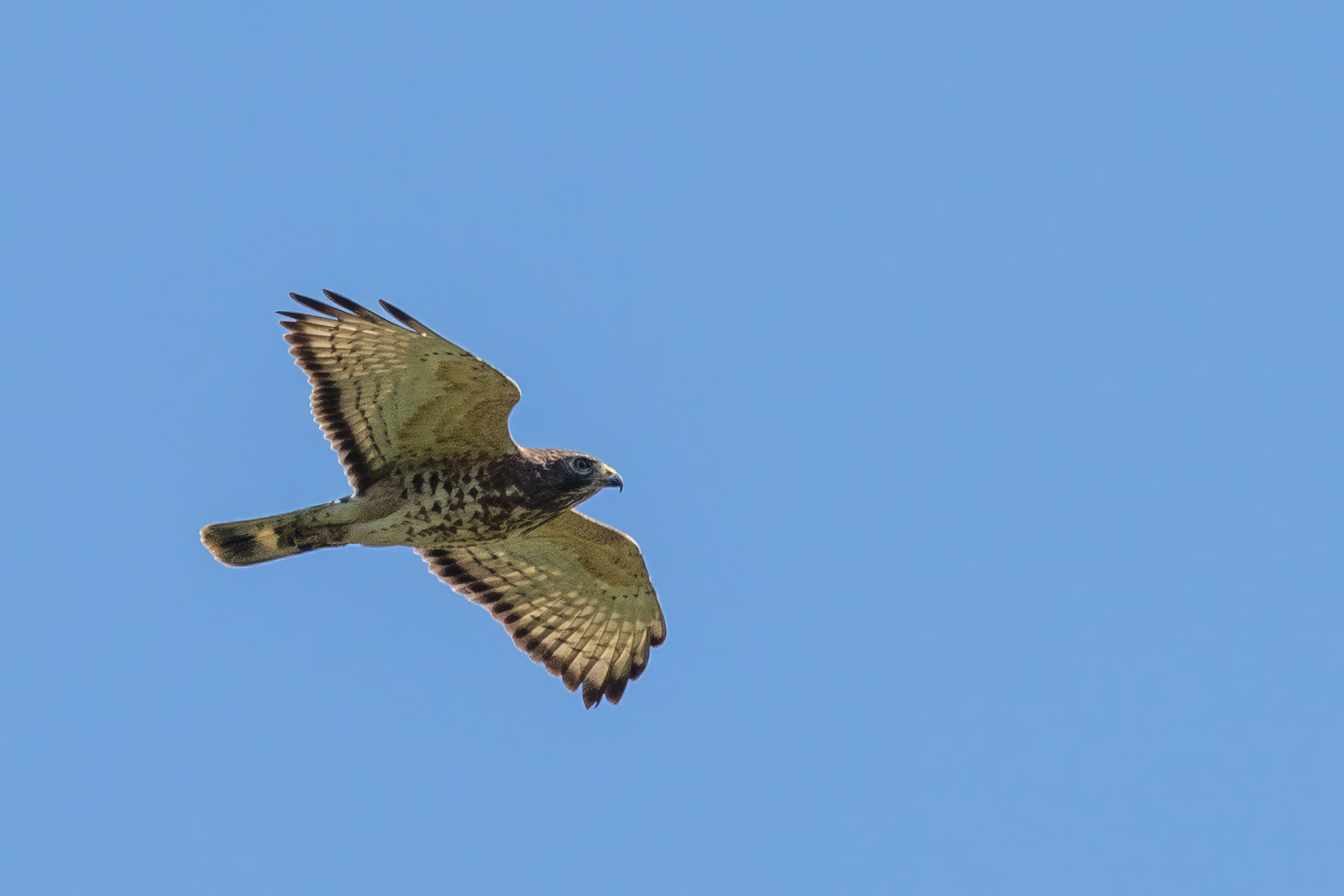 Broad-winged Hawk