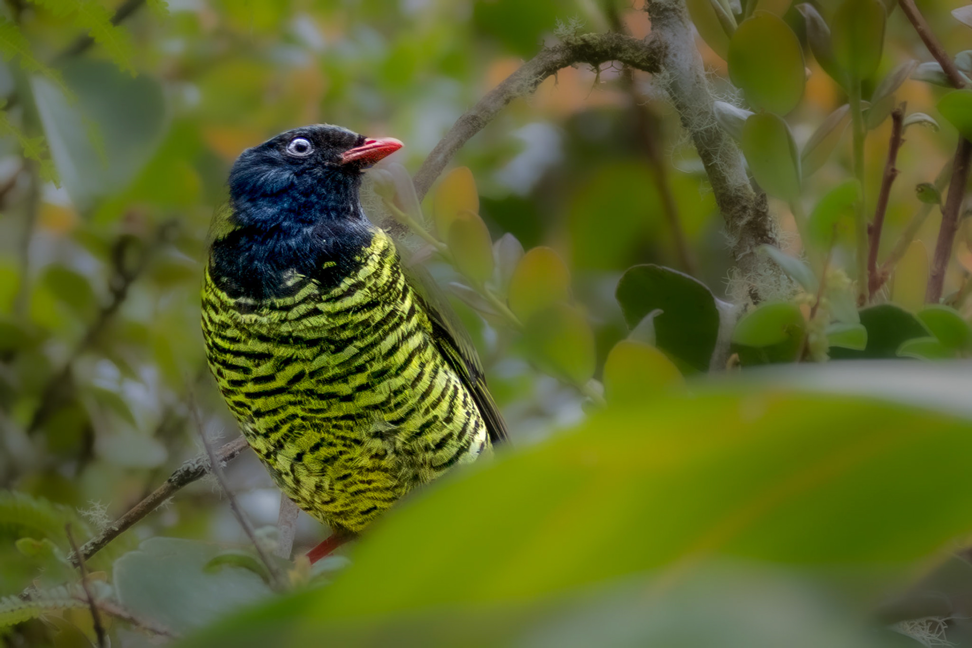 Barred Fruiteater