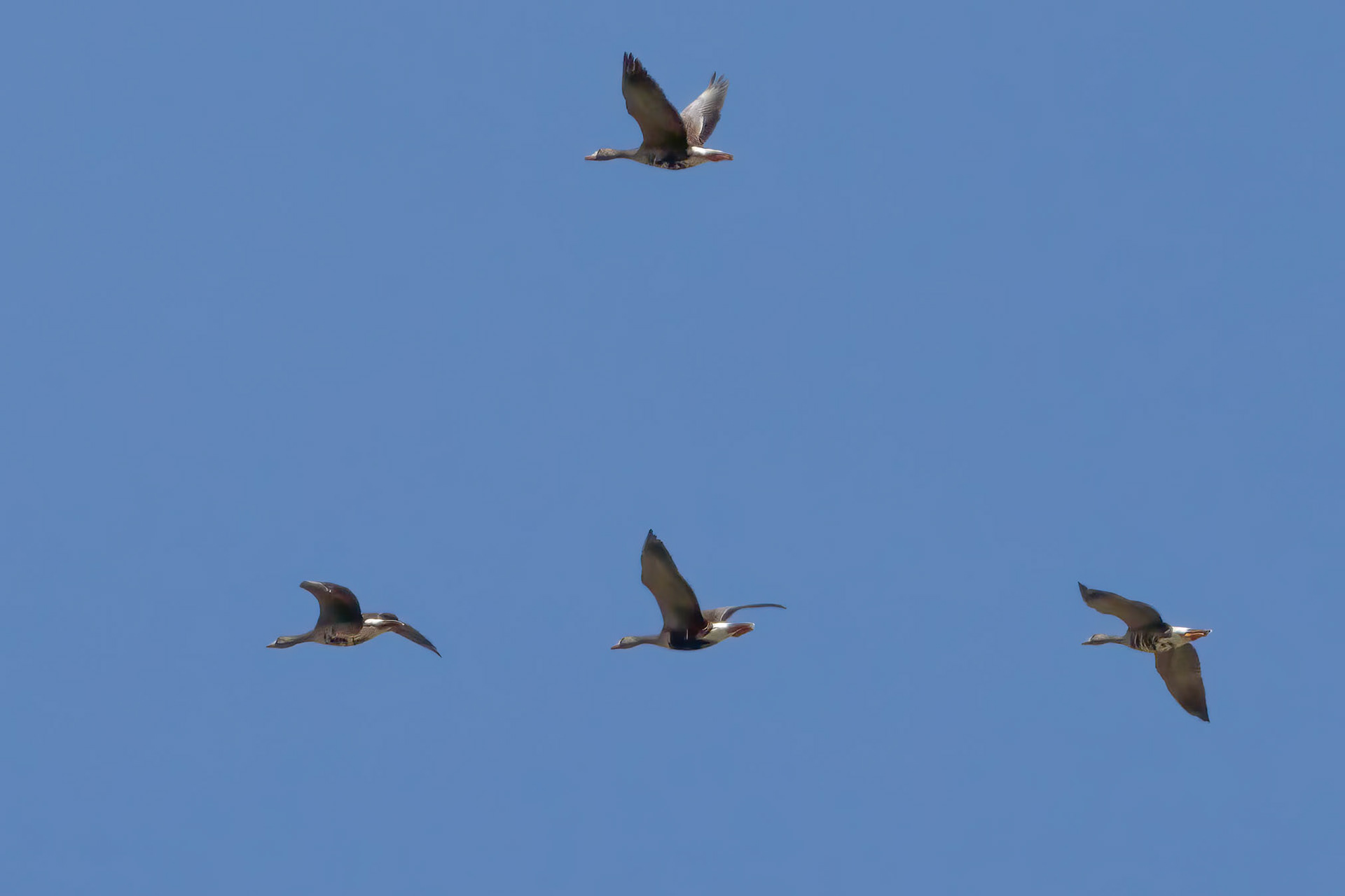 Greater White-fronted Geese
