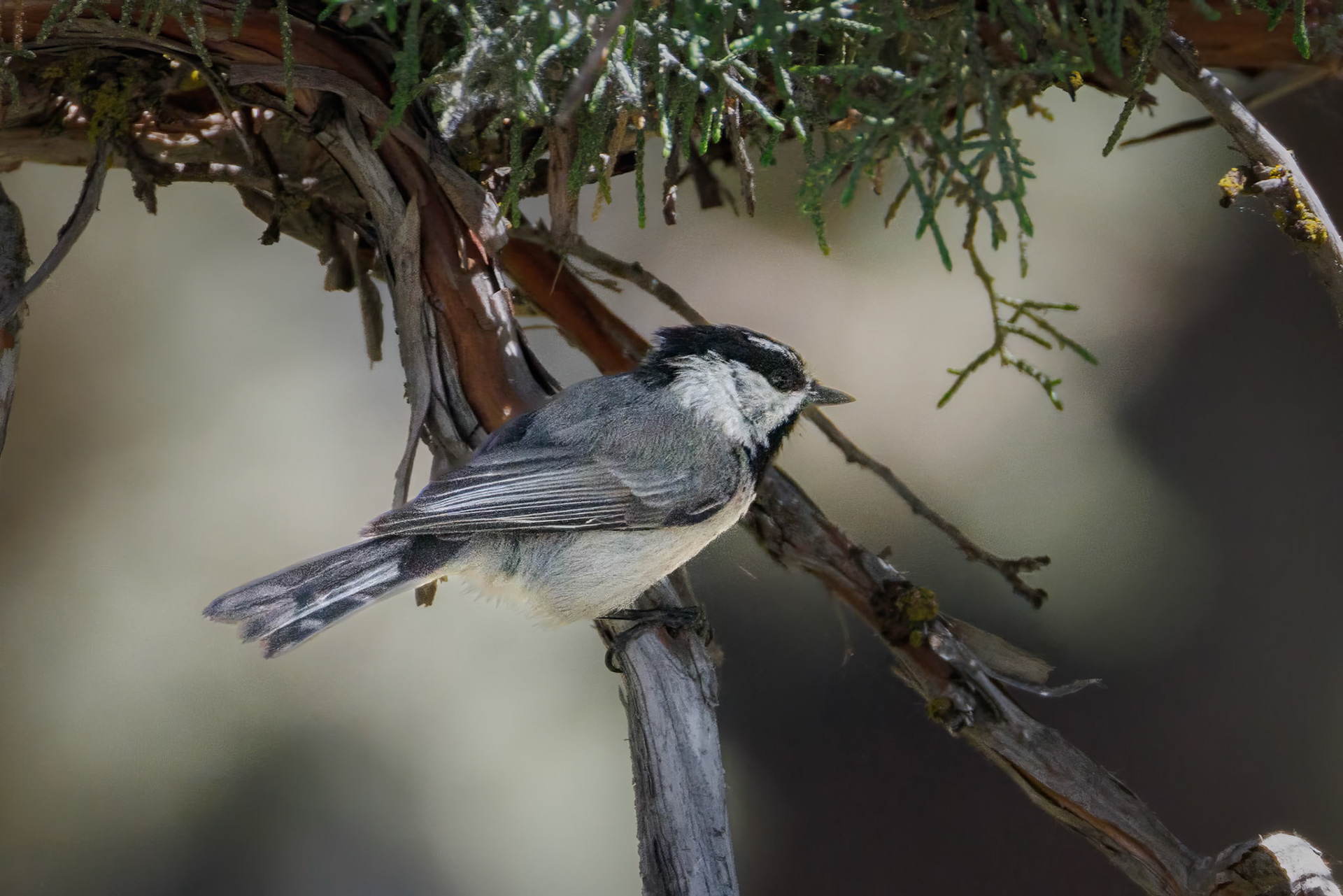 Mountain Chickadee