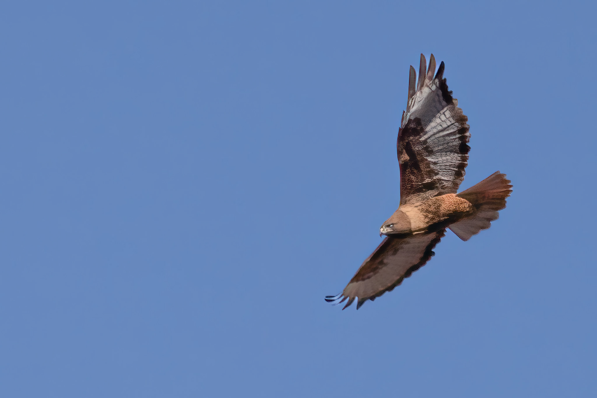 Red-tailed Hawk