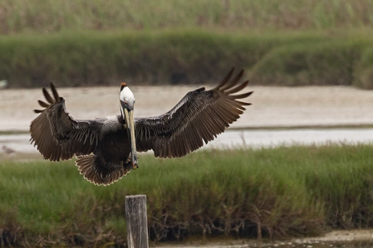 Brown Pelican