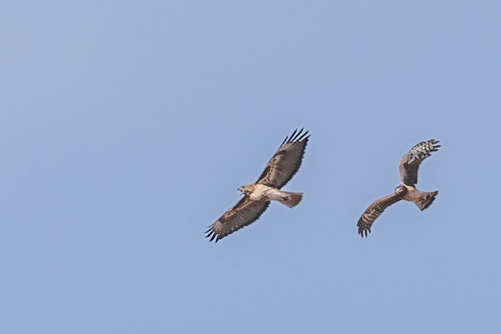 Northern Harrier chasing a Red-tailed Hawk