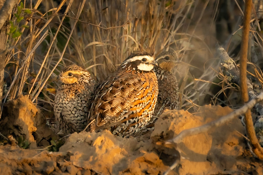 Northern Bobwhite