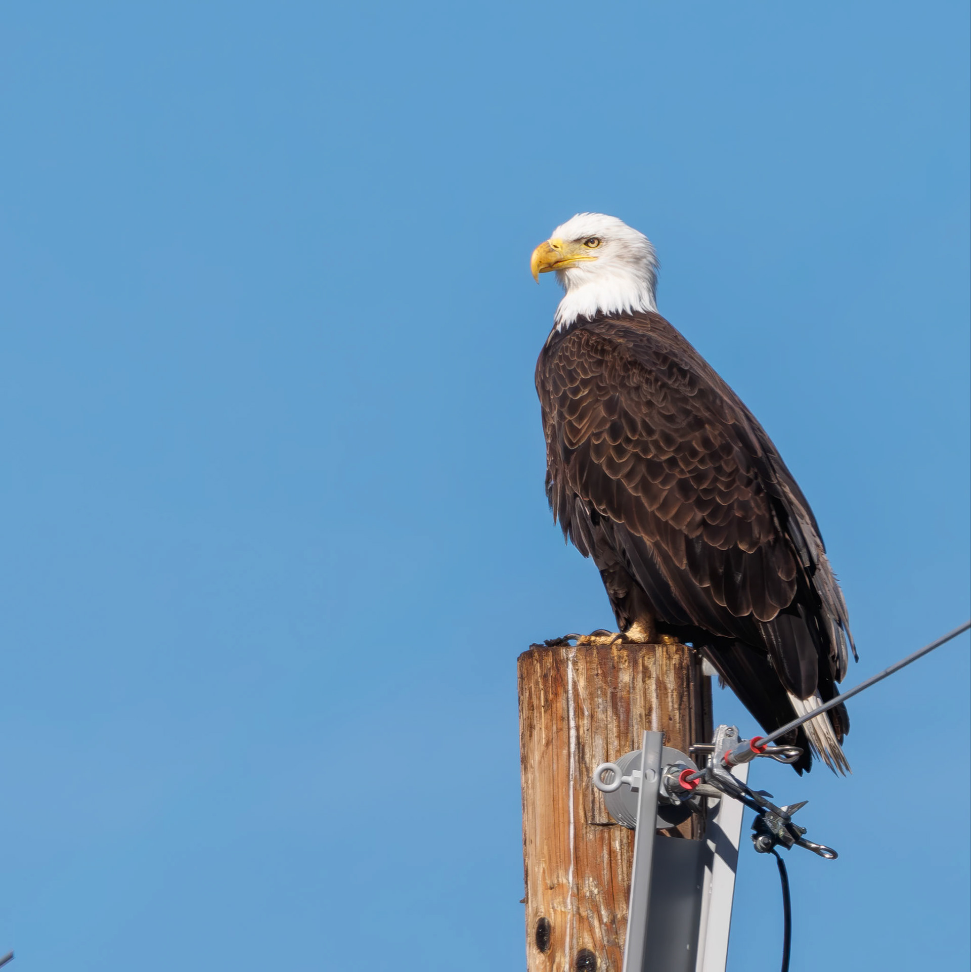 Bald Eagle