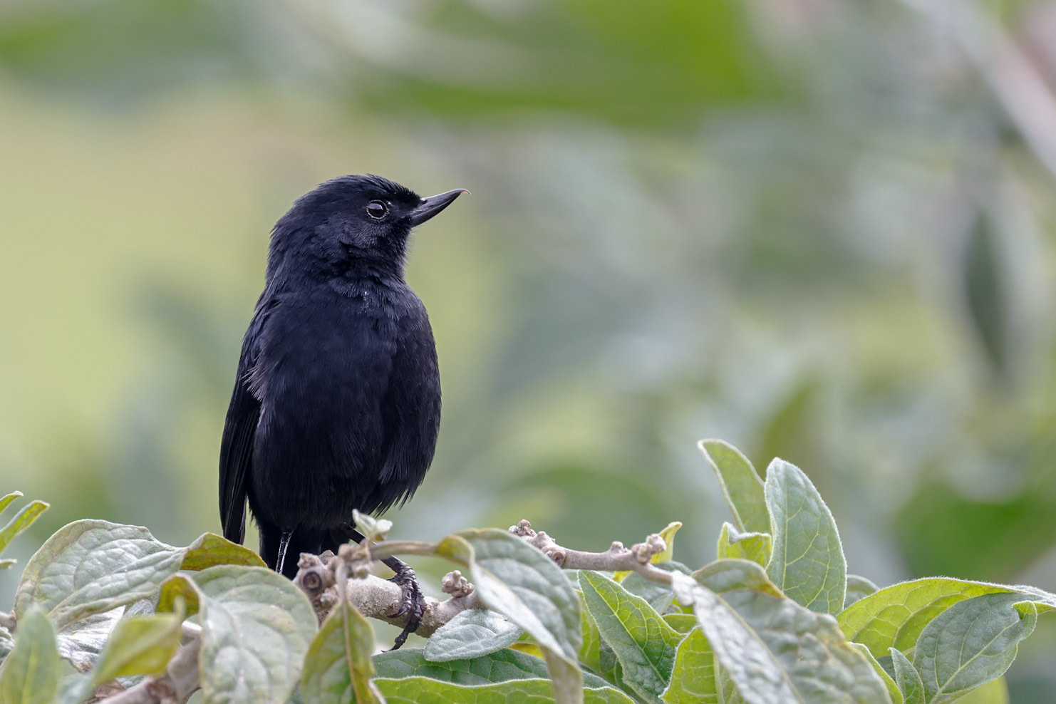 Black Flowerpiercer