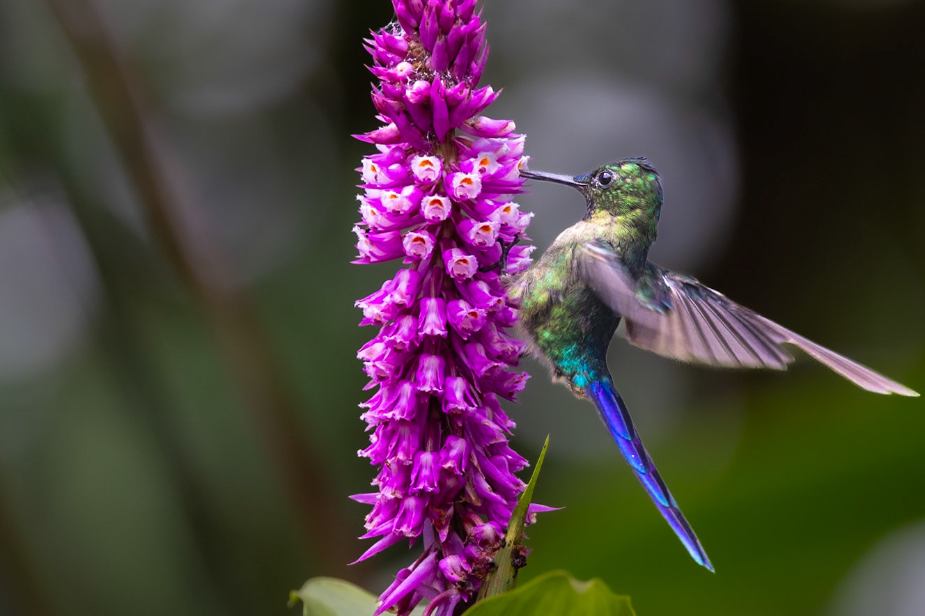 Violet-tailed Sylph