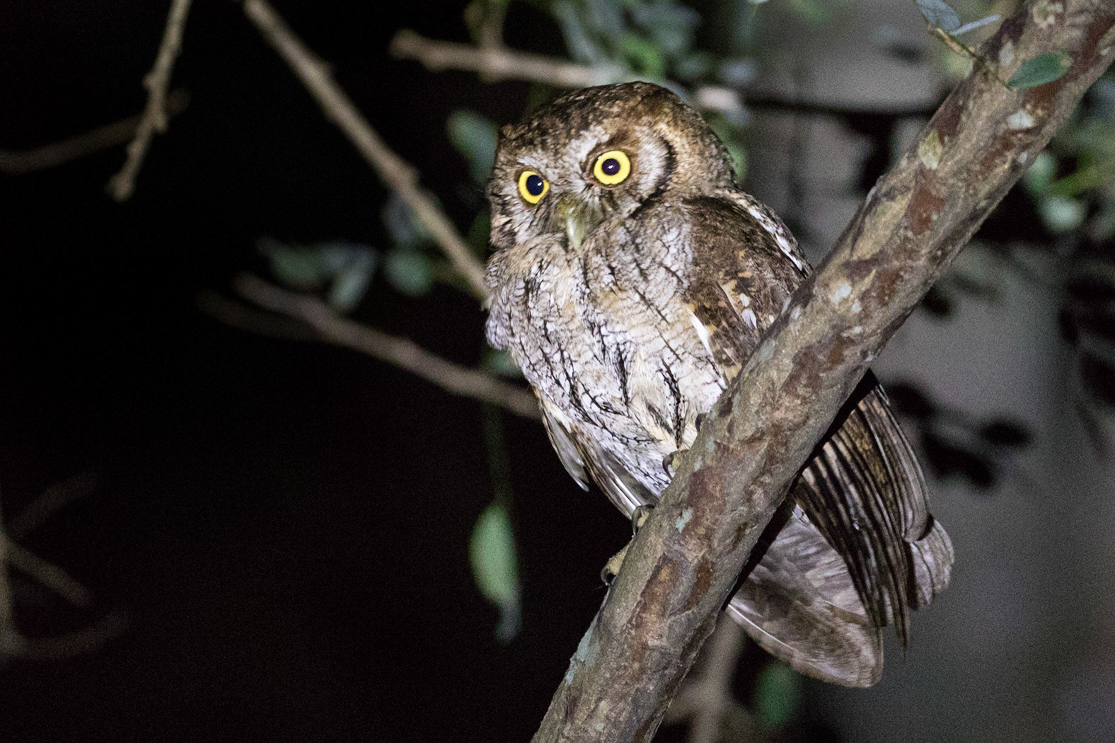 Tropical Screech-Owl