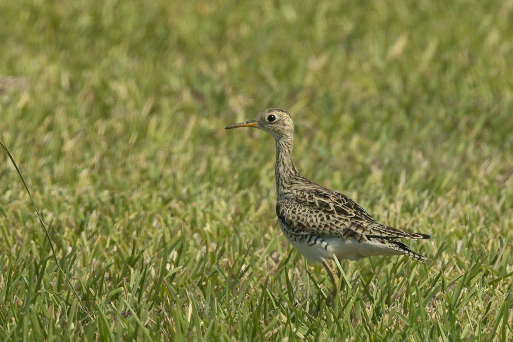 Upland Sandpiper
