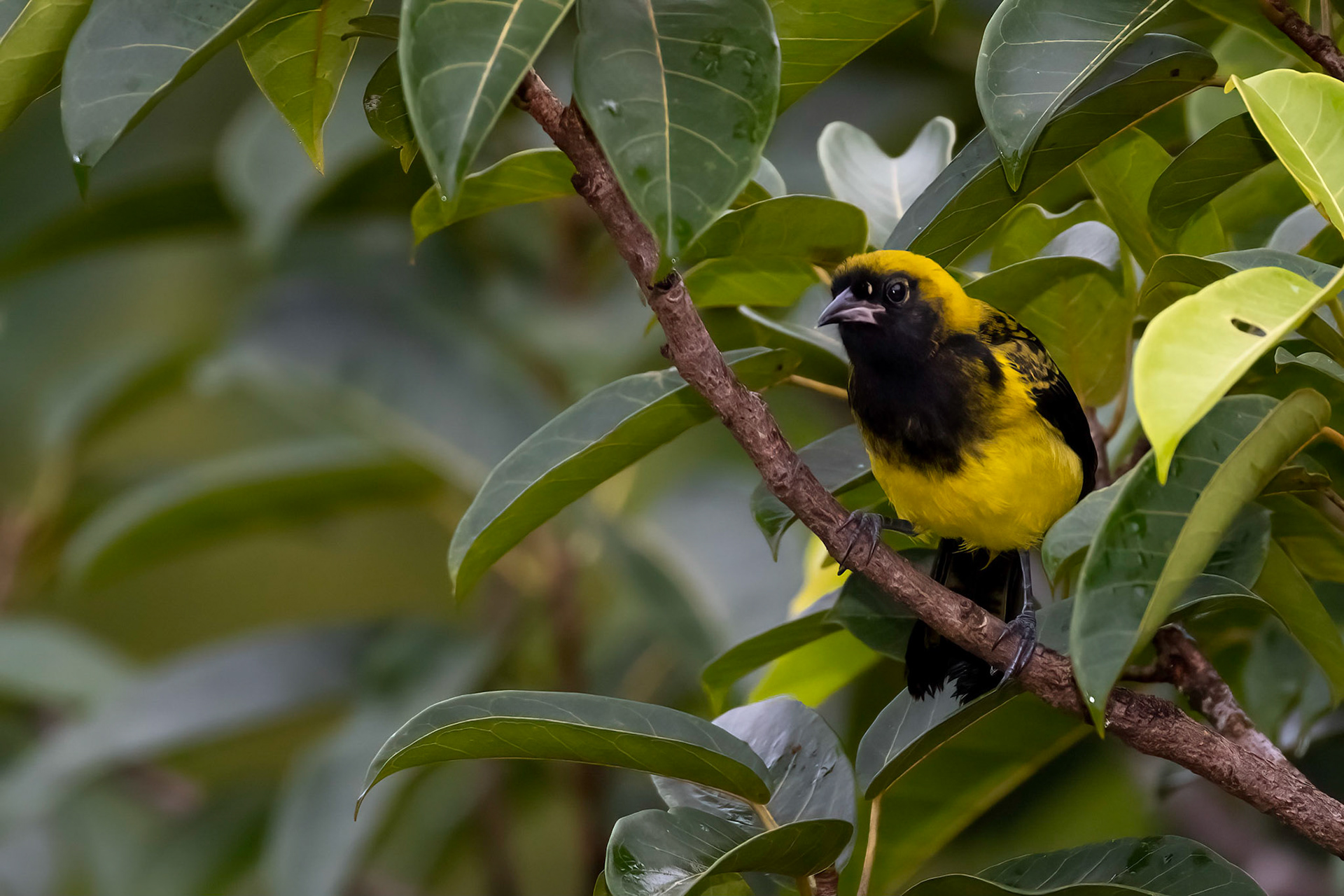 Black-Cowled Oriole