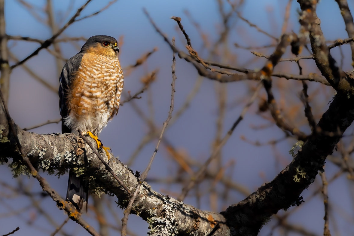 Sharp-shinned Hawk