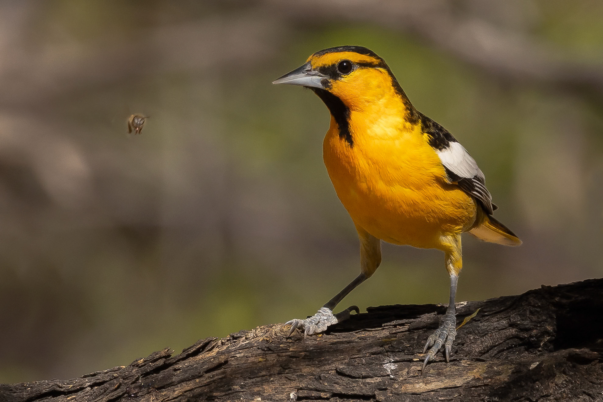 Bullock's Oriole