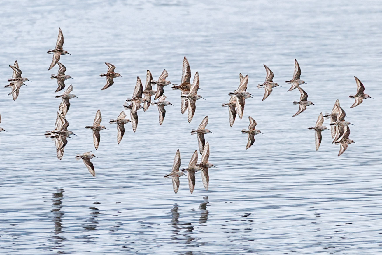 Western Sandpipers
