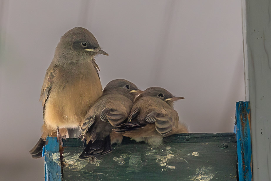 Say's Phoebe