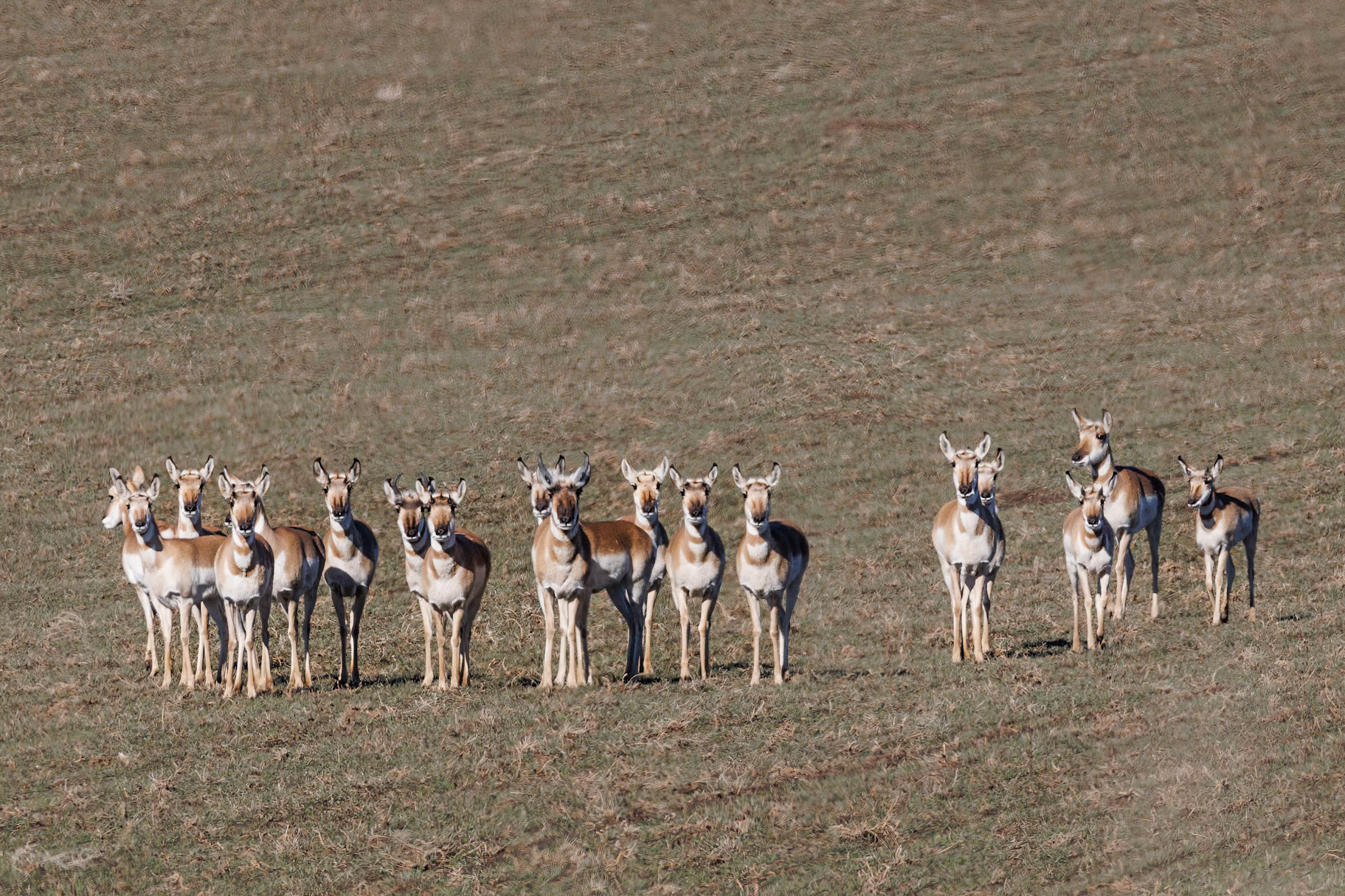 Pronghorn