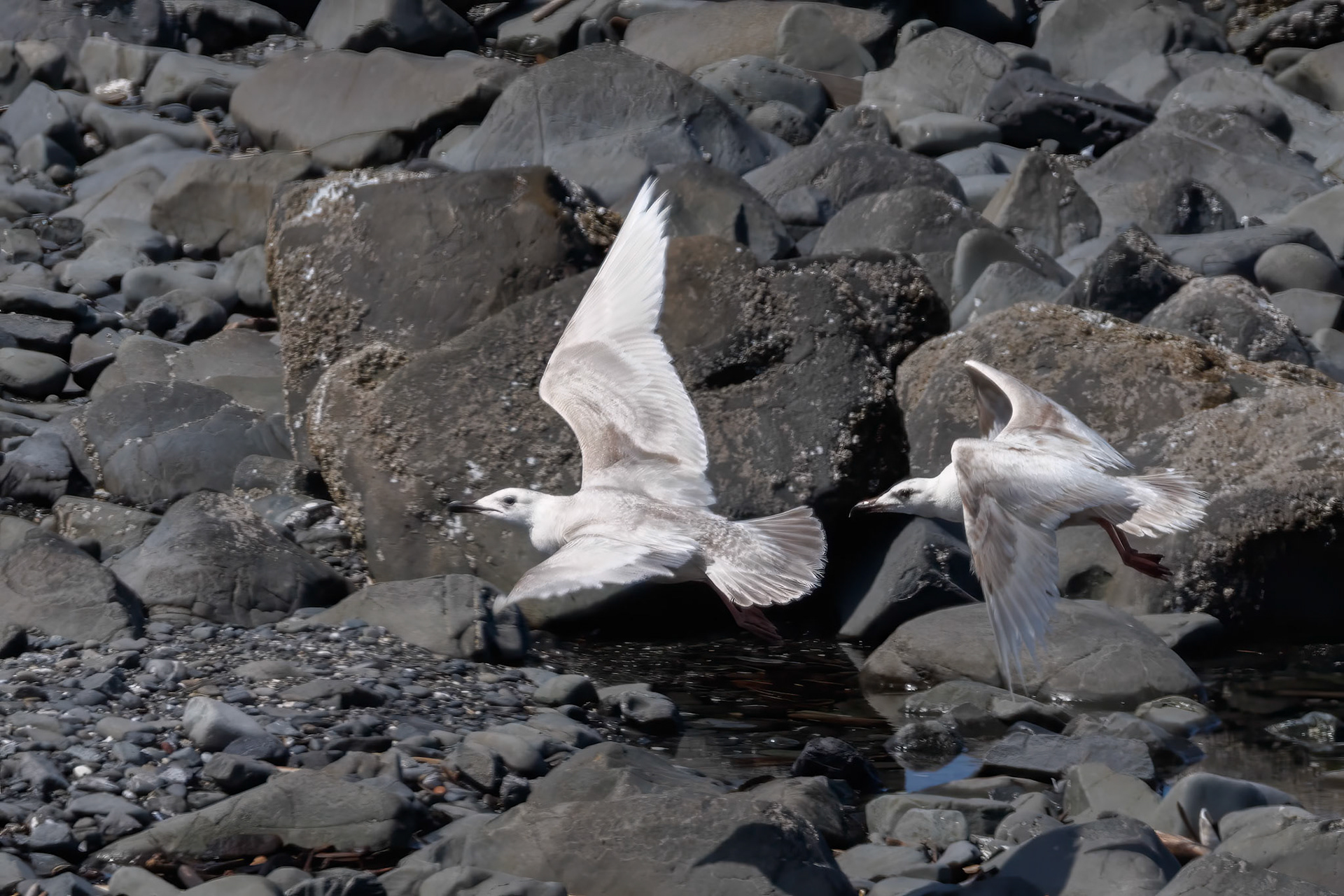 Glaucous-winged Gull?
